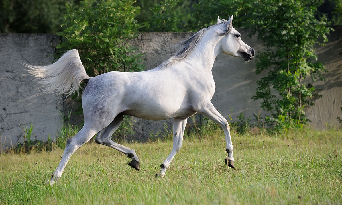 what is the arabian horse used for